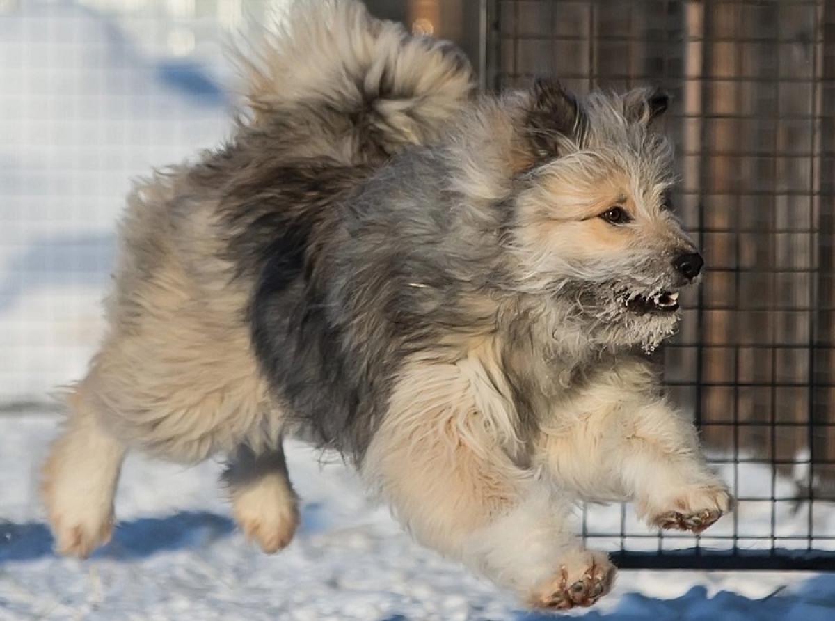 Сургутский пес по кличке Вольт дарит свою шерсть и тепло бойцам на СВО